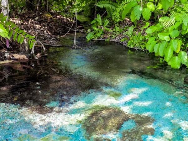 Tiger Cave & Emerald Pool Jungle Tour by TTD